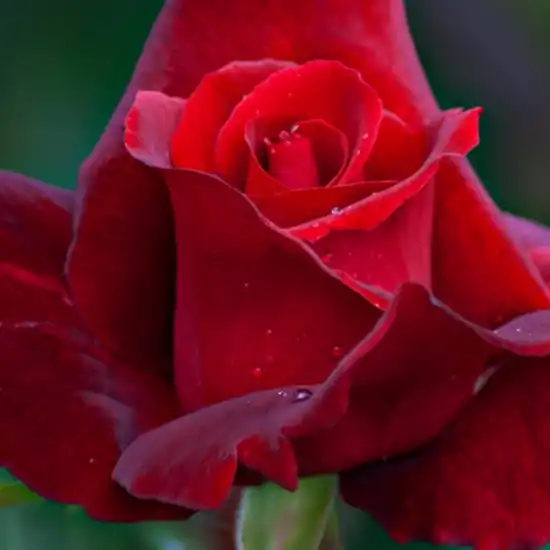 Rosa Mister Lincoln - roșu - trandafir teahibrid